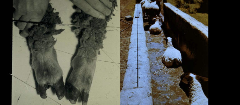 Tiere_behandeln_titel