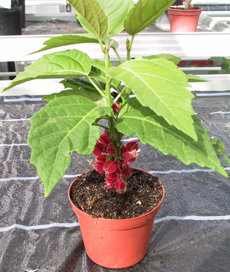 Goethea_strictiflora als Topfblume_grüneberg