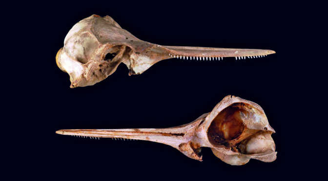 Fig 1 - Dolphin Skull