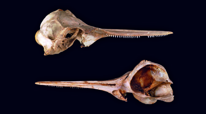 Fig 1 - Dolphin Skull