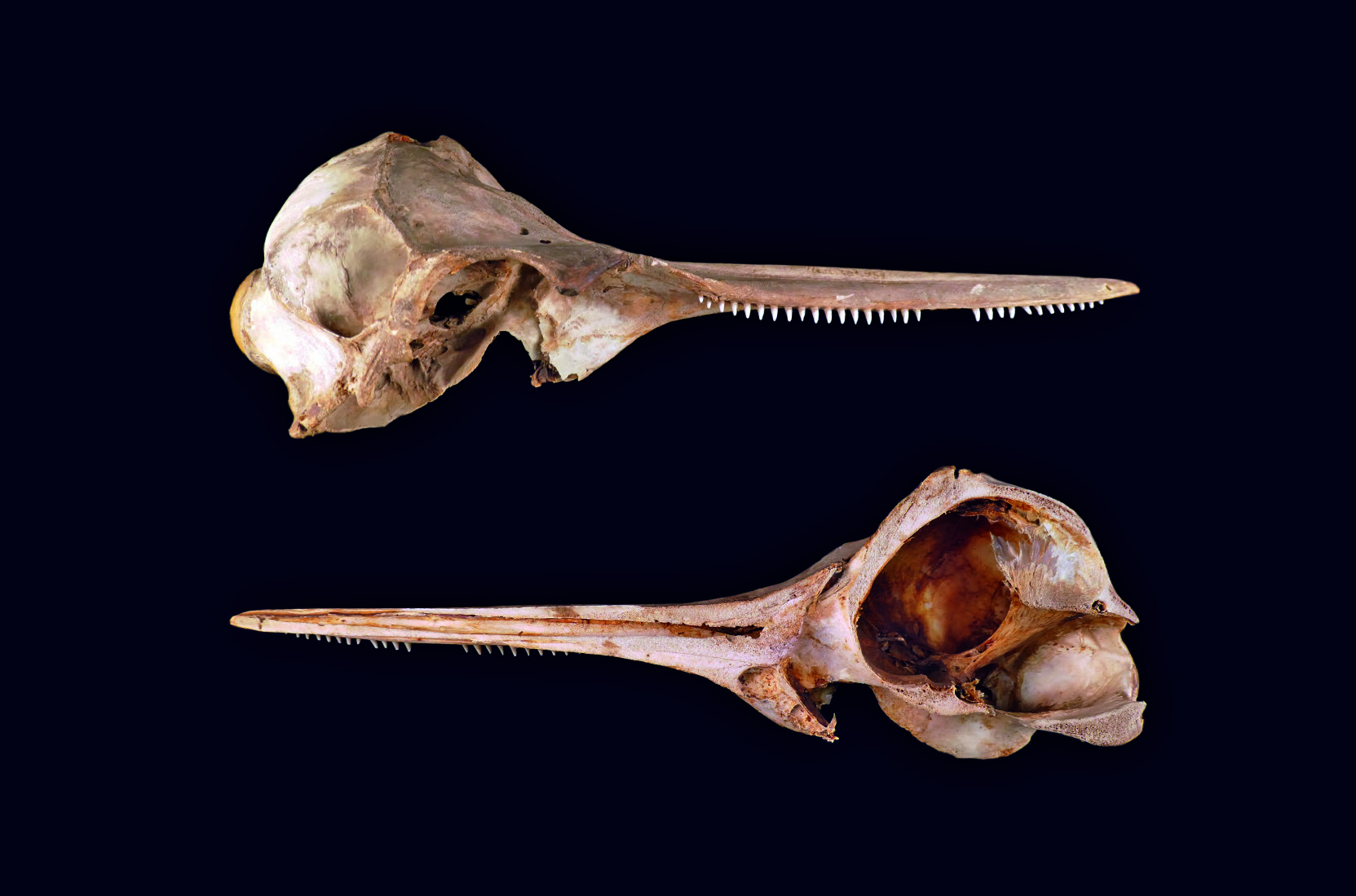 Fig 1 - Dolphin Skull