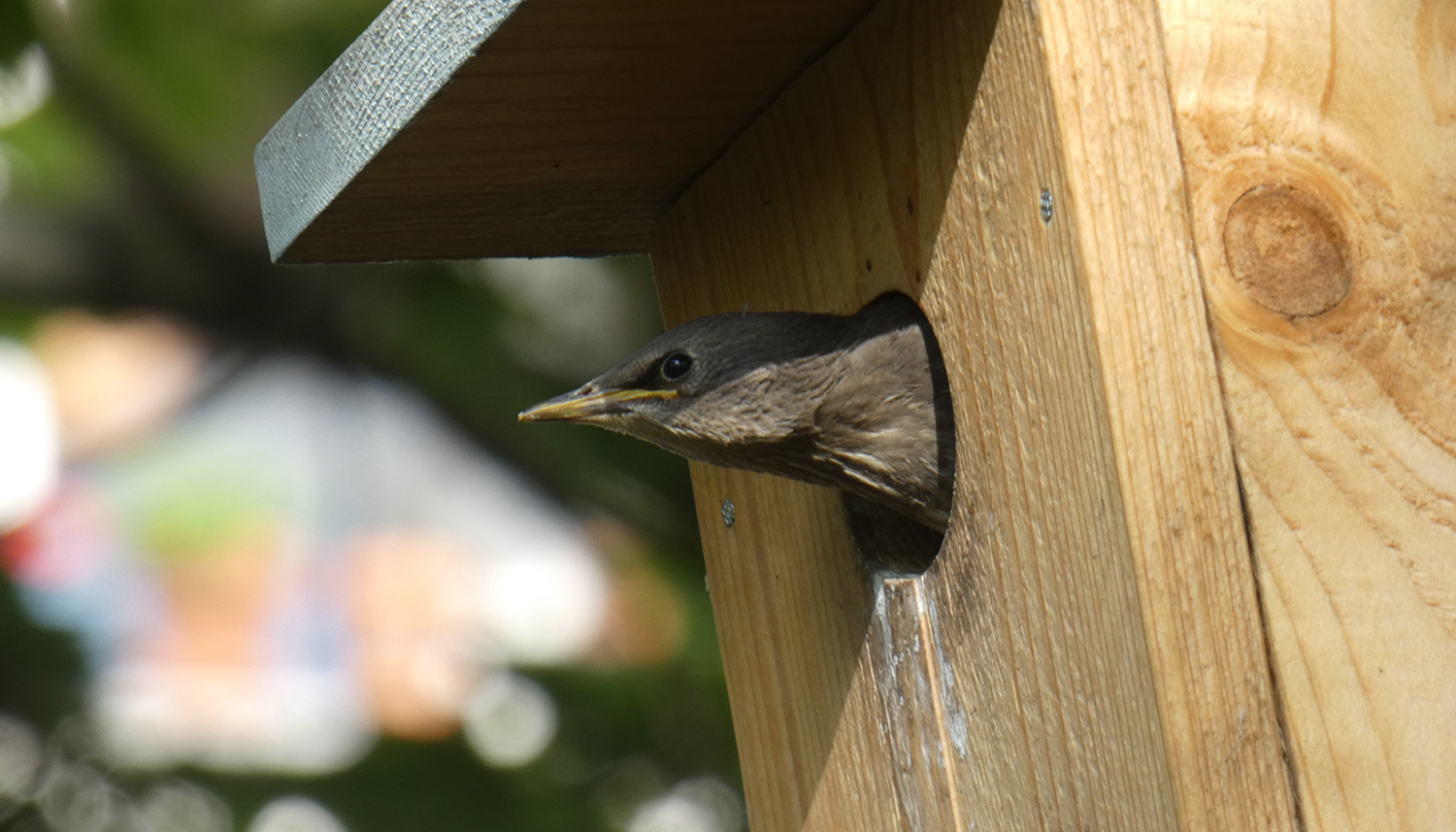 Morgenvogel-Haus-Mauerpark-Starling-Darling