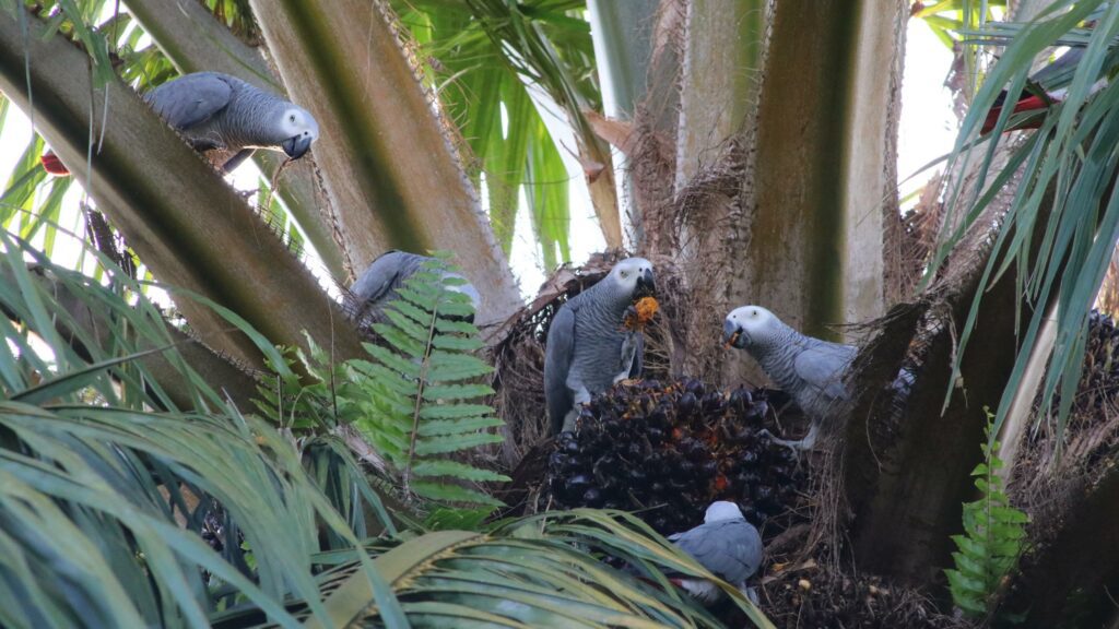 African Grey Parrots taking a meal on oil palm trees